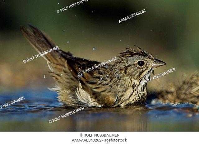 Lincoln's Sparrow (Melospiza lincolnii) adult bathing, Uvalde County, Hill Country, Texas, USA, April 2006