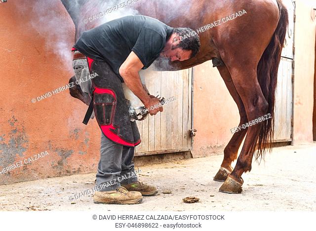 farrier placing the hot shoe on the horse's hoof