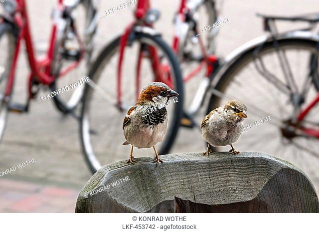 Pair of house sparrows, Passer domesticus, Langeoog Island, North Sea, East Frisian Islands, East Frisia, Lower Saxony, Germany, Europe