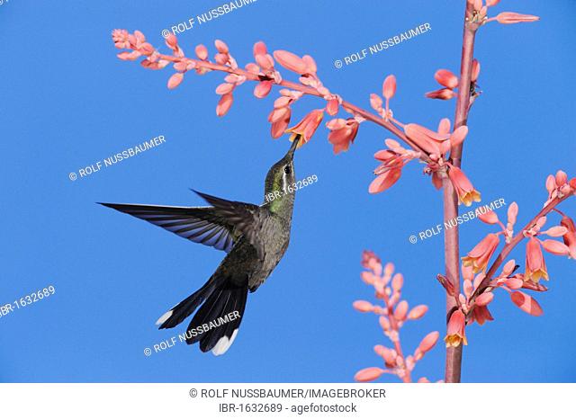 Blue-throated Hummingbird (Lampornis clemenciae), male in flight feeding on Red Yucca (Hesperaloe parviflora), Chisos Basin, Chisos Mountains