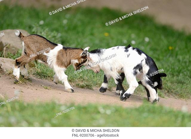 Two domestic goat kids fighting on a meadow