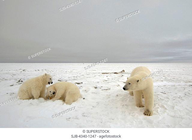 Polar Bear Sow with Cubs on the Pack Ice