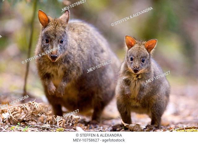Tasmanian Pademelon - female adult and weaned young in rainforest. (Thylogale billardierii)