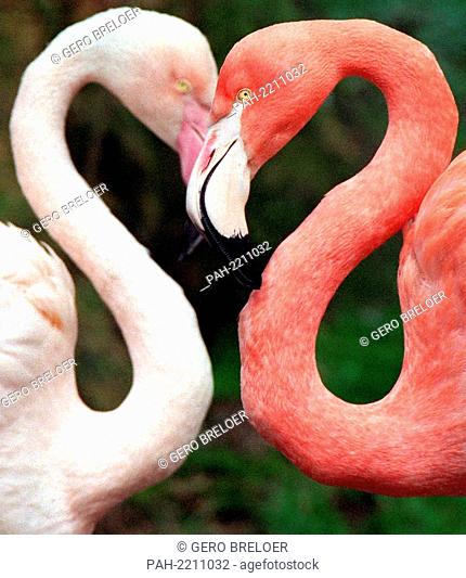 Two flamingos form a heart shape with their heads and necks at Wuppertal Zoo on 15 March 1999. | usage worldwide. - Wuppertal/Nordrhein-Westfalen/Germany
