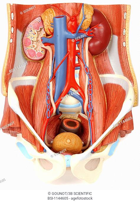 ANATOMY, URINARY TRACT<BR>Model of the internal anatomy of the urinary tract of an adult human body of indeterminate sex, anterior view