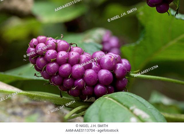 Ayamanchana (Lantana trifolia, Verbenaceae) fruit. Lantana trifolia is a weed in the Peruvian Amazon where children snack on the fruit