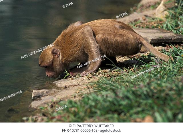 Assamese Macaque Macaca assamensis Young male drinking - Mae Sai, Thailand