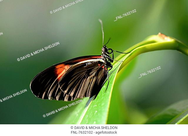 Butterfly Red Postman (Heliconius erato) on a leaf