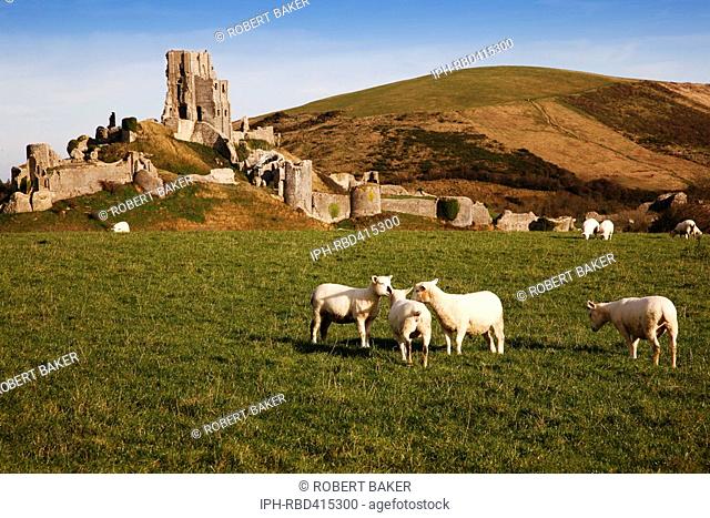 Sheep grazing in a field near Corfe Castle in Autumn