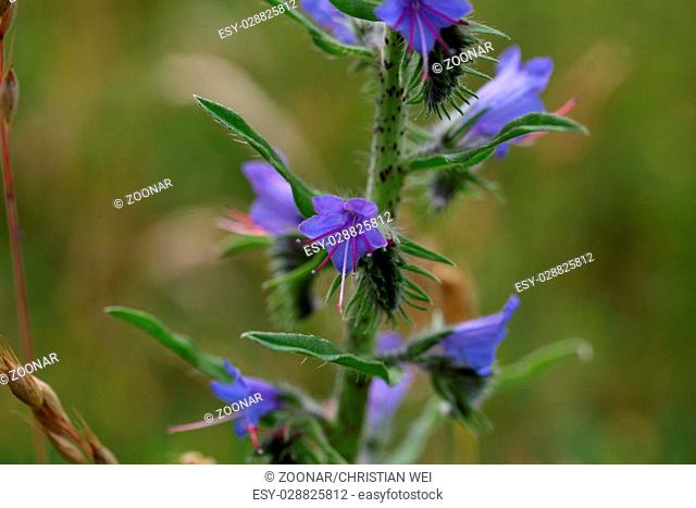 Blueweed or viper bugloss (Echium vulgare)