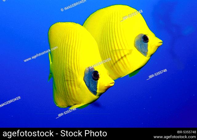 Masked Butterfly Fish, Red Sea (Chaetodon semilarvatus)