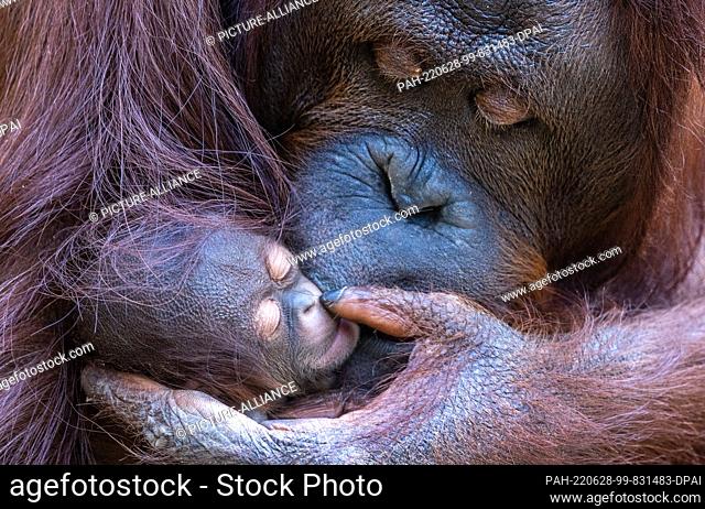 dpatop - 28 June 2022, Mecklenburg-Western Pomerania, Rostock: Female orangutan Hsiao-Nings holds her second cub in her arms at the zoo's Darwineum
