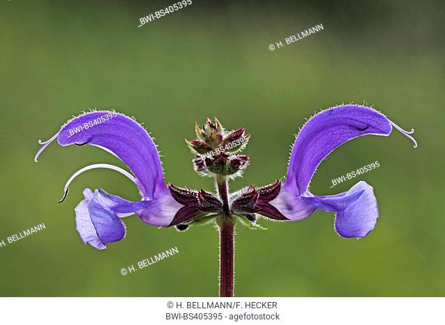 meadow clary, meadow sage (Salvia pratensis), two flowers, Germany
