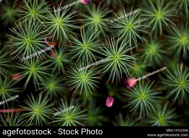 europe, scandinavia, finland, forest floor, moss, widertonmoos (polytrichum)