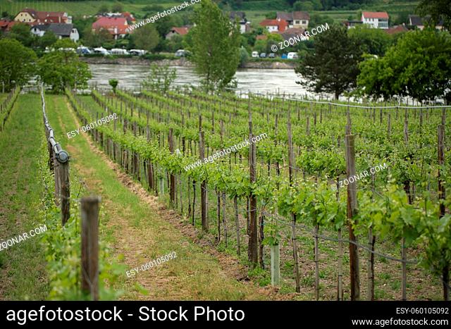 Pattern of rows of grape vines in vineyard in the Wachau Valley on the banks of River Danube in Austria