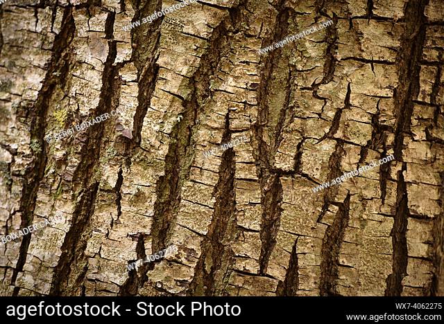 Detail of a chestnut bark in Santa Fe de Montseny (Barcelona province, Catalonia, Spain)