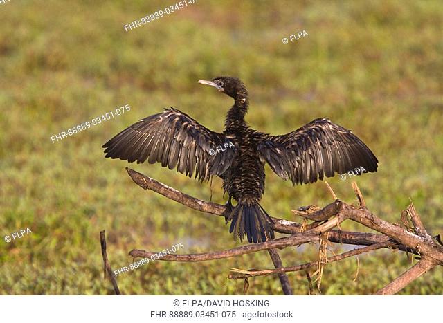 little cormorant stretching wings, phalacrocorax niger