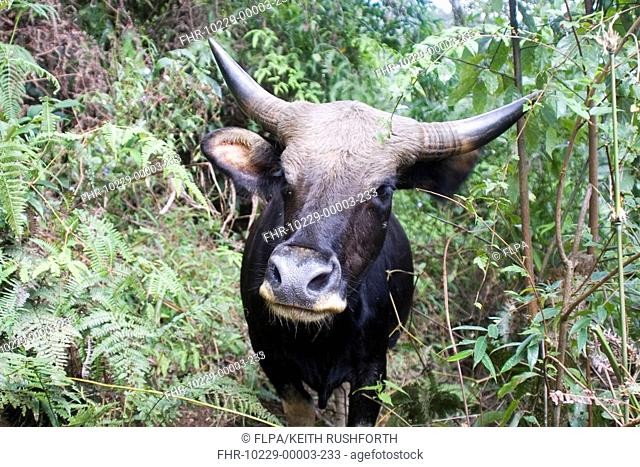 Mithan Bos frontalis close-up of head, Delei Valley, Mishmi Hills, Arunachal  Pradesh, Stock Photo, Picture And Rights Managed Image. Pic.  FHR-10229-00003-233 | agefotostock
