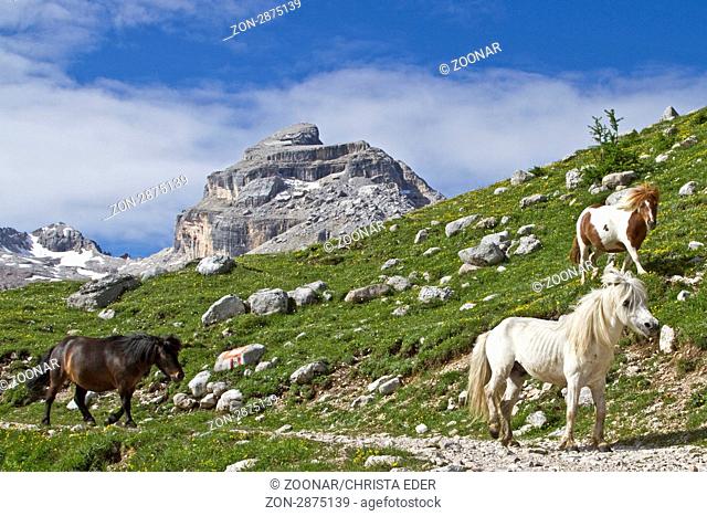 Freiheitsliebende Ponies in den Dolomiten genießen den Almsommer