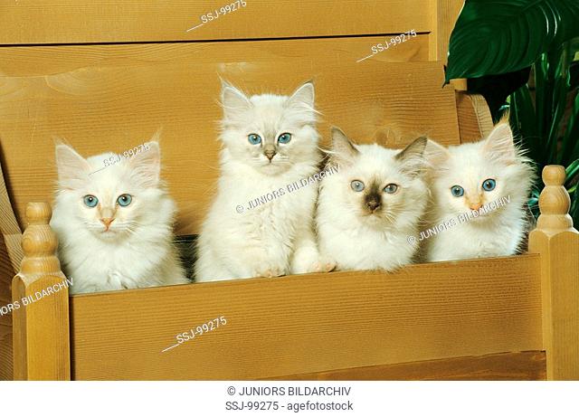 four kitten