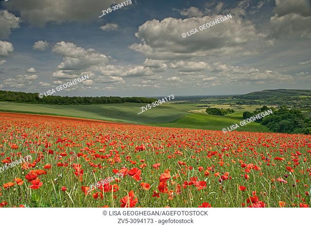 A field of Poppies - Papaver rhoeas on the South Downs National Park, West Sussex, England, Uk, Gb