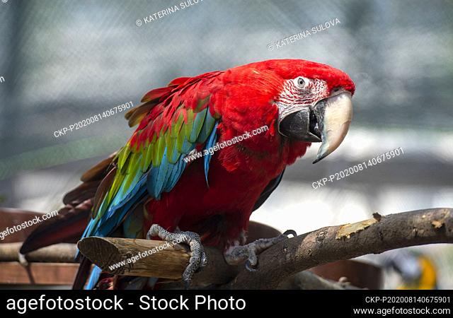 The red-and-green macaw (Ara chloropterus) at Exhibition of Exotic birds in Botanical Garden of Charles University Science Faculty in Prague, Czech Republic