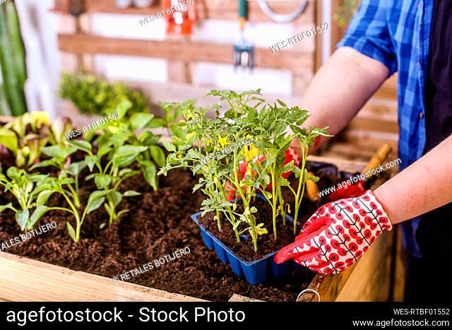 Young man holding a small tomatoes seedlings tray on his urban garden
