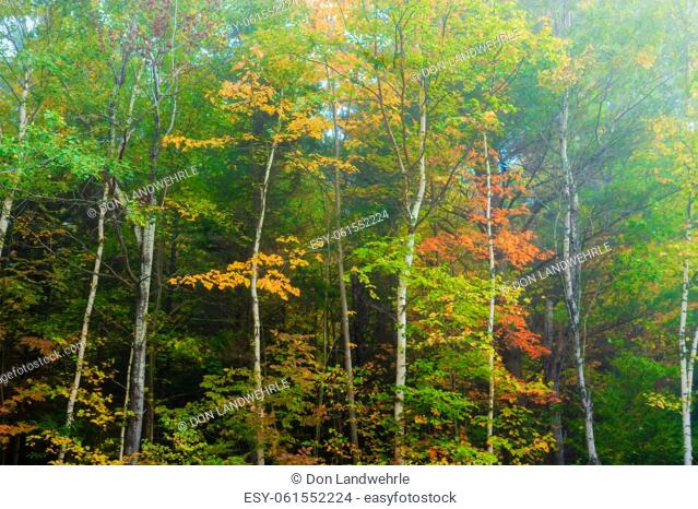 Birch trees during foliage season, Stowe, Vermont, USA