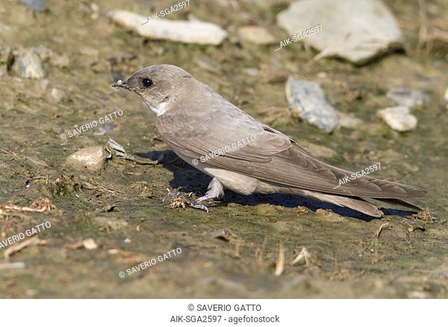 Pale Crag Martin (Ptyonoprogne obsoleta arabica), adult collecting mud for the nest in Oman