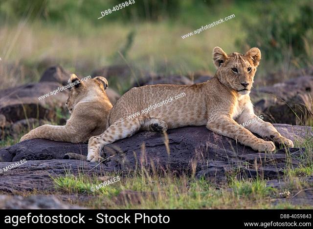 Afrique, Afrique de l'Est, Kenya, Réserve nationale du Masai Mara, Parc national, Jeunes Lions (Panthera leo), dans la savane , / Africa, East Africa, Kenya
