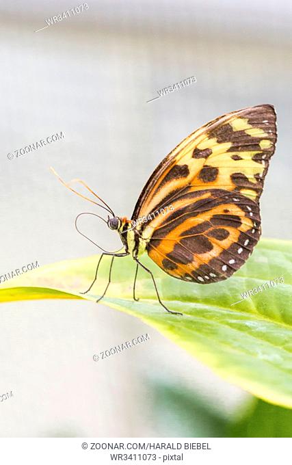 Tropischer Schmetterling (Eueides isabella)