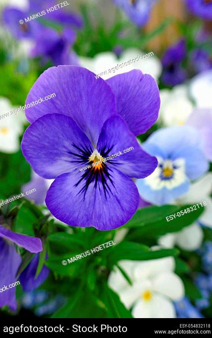 Horned violet flower Viola cornuta