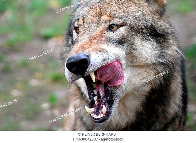Canine, Canis lupus, European wolf, grey wolf, grey wolf, doggy, Isegrimm, close-ups of wolves, predator, predators, Wolf, wolves, wolves in autumn