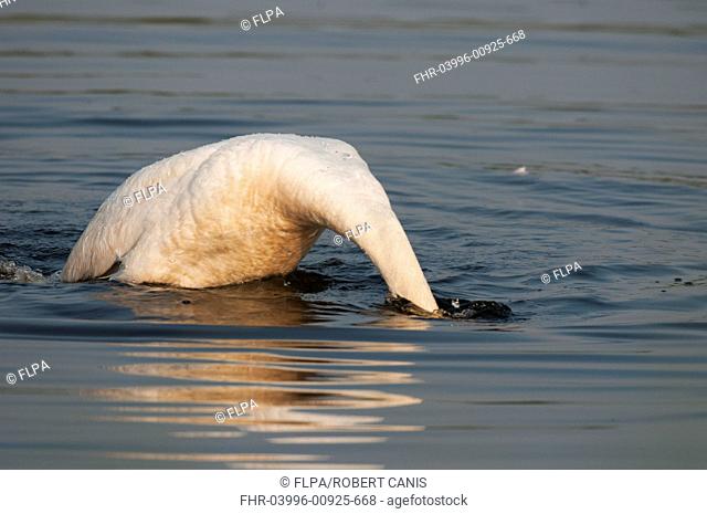 Mute Swan (Cygnus olor) adult, bathing, with head submerged under water, Elmley Marshes N.N.R., Isle of Sheppey, Kent, England, July
