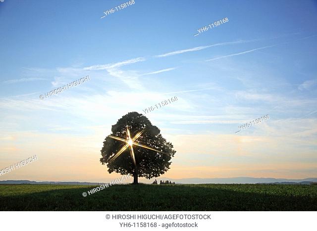 Single tree with sunbeam, Switzerland, Canton Lucerne, Emmental