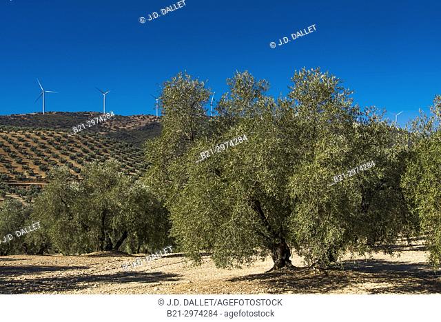 Spain, Andalusia, Malaga Province, Olive trees plantations by Antequera