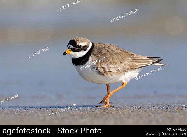 Great Ringed Plover / Common Ringed Plover ( Charadrius hiaticula ) tripping along the driftline, wildlife, Europe