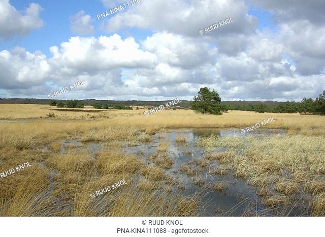 Purple Moor-grass Molinia caerulea - Kroondomein Hoog Soeren, Asselse heide, Veluwe, Guelders, The Netherlands, Holland, Europe