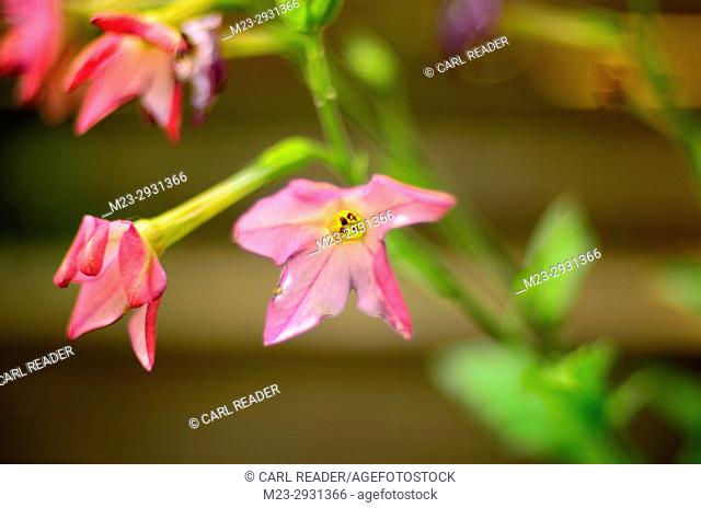 Soft-focus flowering tobacco, Pennsylvania, USA