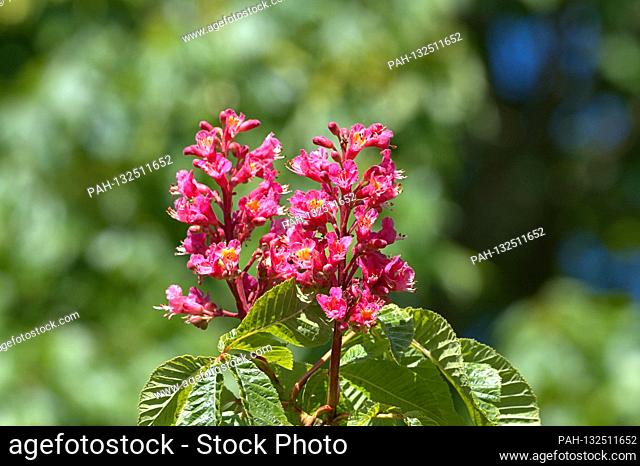 19.05.2020, Schleswig, the bleeding of a flesh-red horse chestnut, also red-flowering horse chestnut, purple chestnut (Aesculus × carnea) in the garden of the...