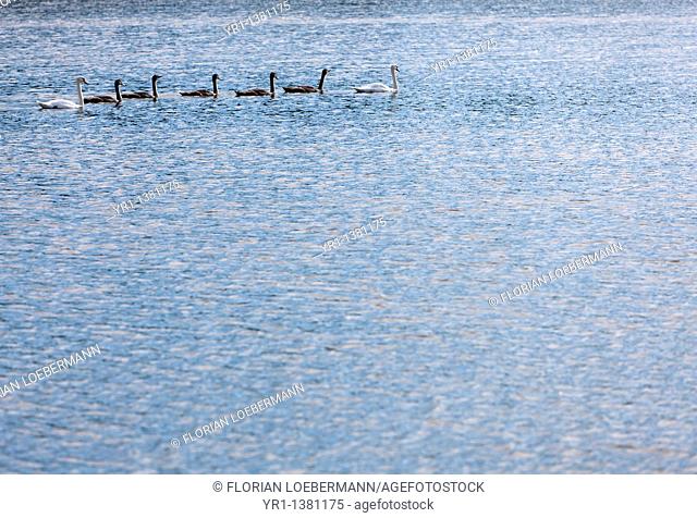 A swan family on a lake, shot in late summer, Sweden
