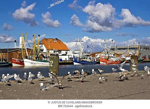 Seagulls on a wharf in front of fishing cutters in the harbour of the North Sea resort town of Buesum, Dithmarschen, Schleswig-Holstein, Wattenmeer, Germany