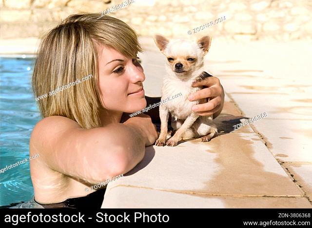 portrait of a cute purebred chihuahua and young woman in the swimming pool