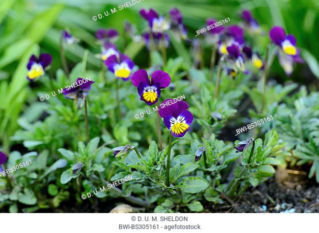horned pansy, horned violet (Viola cornuta), blooming