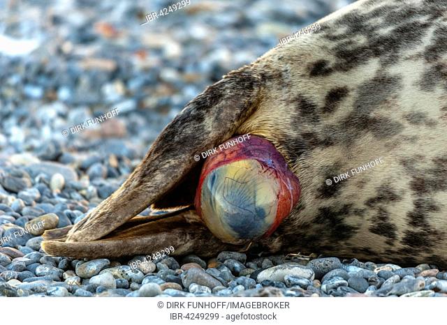 Grey seal (Halichoerus grypus) being born, series, newborn pup in amniotic sac, Heligoland, Schleswig-Holstein, Germany
