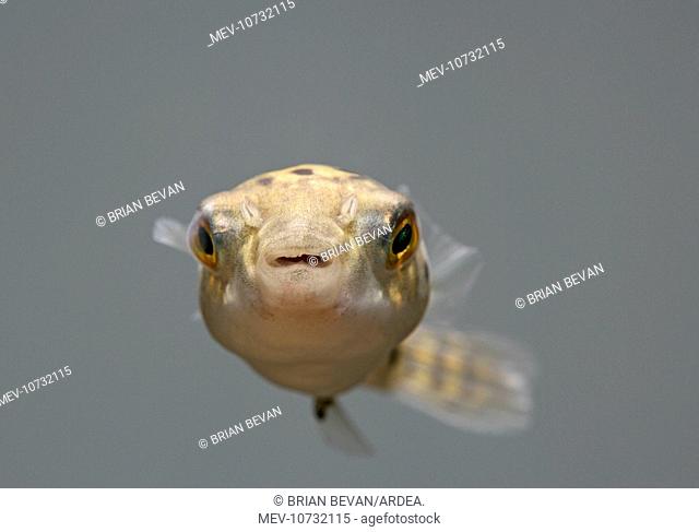 FISH, Green Pufferfish - front view (Tetraodon nigroviridis)