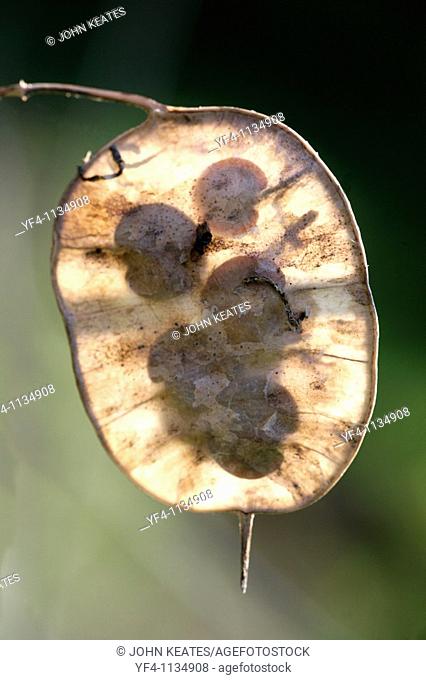 A close up of an Annual Honesty Lunaria annua seed pouch