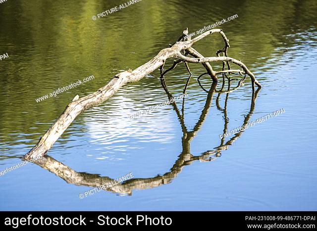 08 October 2023, Brandenburg, Kolkwitz: A branch of a tree that has fallen into a pond protrudes from the water and is reflected in it