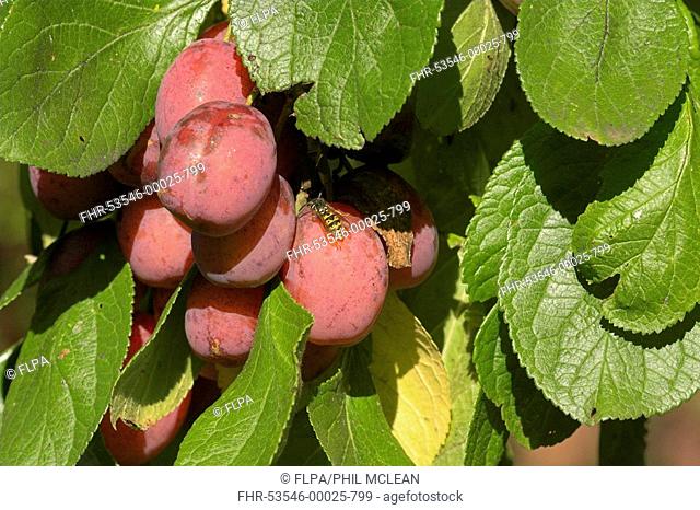 Plum Prunus domestica fruits in garden, Common Wasp Vespula vulgaris feeding, Borders, Scotland
