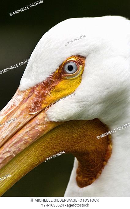 American white pelican, Pelecanus erythrorhynchos, Alberta, Canada